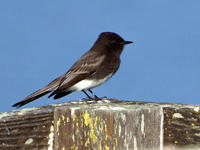 Black Phoebe #2