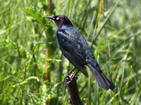 Brewer's Blackbird