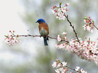 Eastern Bluebird in Blossoms