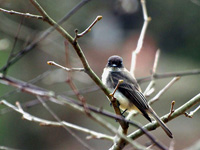 Eastern Phoebe