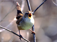 Marsh Wren