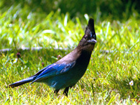 Stellar's Jay