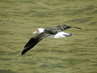 Laysan Albatross in Flight