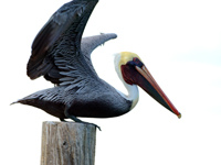 Brown Pelican