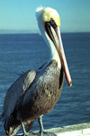 Brown Pelican Portrait