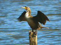 Double-crested Cormorant