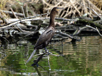 Neotropic Cormorant