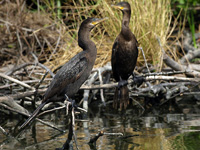 Neotropic Cormorant #2