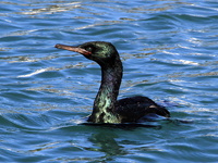 Pelagic Cormorant