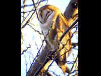 Barn Owl