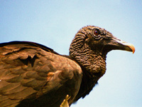 Black Vulture