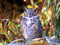 Great Horned Owl