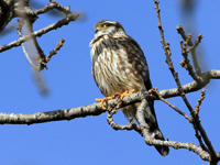 Merlin on a Limb