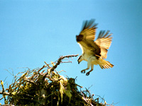 Osprey