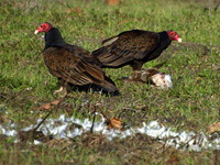 Turkey Vultures