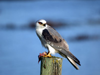 White-tailed Kite