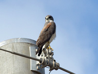 White-tailed Hawk