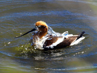 American Avocet Bathing