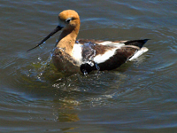 American Avocet Bathing #2