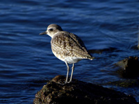 Black-bellied Plover