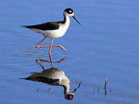 Black-necked Stilt