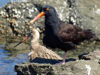 BlackOystercatcher and a Godwit