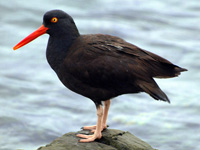 Black Oystercatcher on a Rock