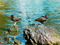 Black Oystercatchers