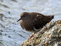 Black Turnstone