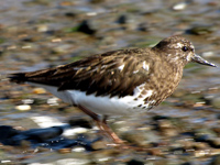 Black Turnstone on the Run