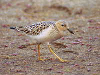 Buff Breasted Sandpiper