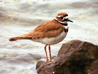 Killdeer