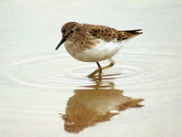 Least Sandpiper