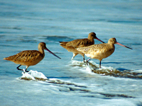 Marbled Godwit