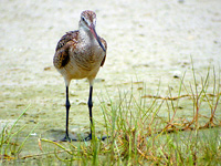 Marbled Godwit #2