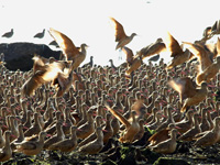 Marbled Godwits