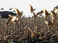 Marbled Godwits