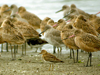 Pectoral Sandpiper