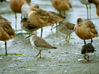 Red Knot