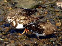 Turnstones