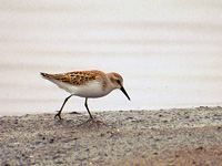 WesternSandpiper