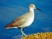 Willet