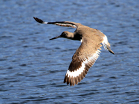 Willet in Flight