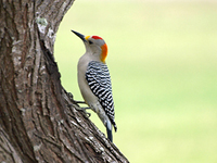 Golden Fronted Woodpecker