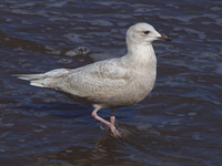 Kumlien's (Iceland) Gull #1