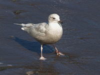 Kumlien's (Iceland) Gull #2