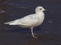 Kumlien's (Iceland) Gull #3