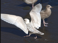 Kumlien's (Iceland) Gull #4