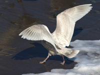 Kumlien's (Iceland) Gull #5