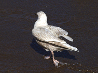 Kumlien's (Iceland) Gull #6